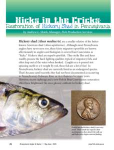 by Andrew L. Shiels, Manager, Fish Production Services  Hickory shad (Alosa mediocris) are a smaller relative of the betterknown American shad (Alosa sapidissima). Although most Pennsylvania anglers have never seen one, 