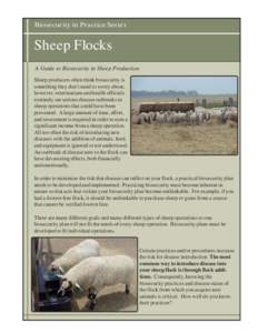 Biosecurity in Practice Series  Sheep Flocks A Guide to Biosecurity in Sheep Production Sheep producers often think biosecurity is something they don’t need to worry about,