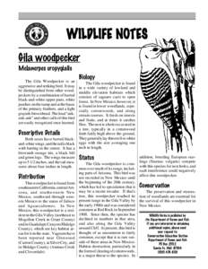 Melanerpes / Southwestern New Mexico / Picinae / Acorn Woodpecker / Woodpeckers / Ornithology / Gila Woodpecker