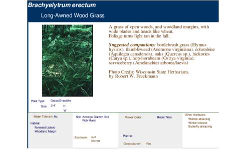 Long-Awned Wood Grass (brachyelytrum erectum)