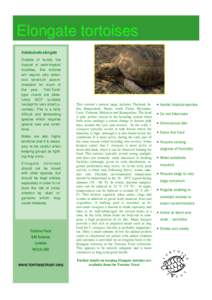 Testudo / Tortoise / Elongated tortoise / Leopard tortoise / Cryptodira / Testudinoidea / Indotestudo
