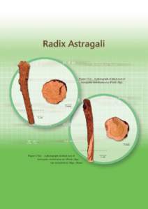 Figure 17(i) A photograph of dried root of Astragalus membranaceus (Fisch.) Bge. 3 mm  1 cm