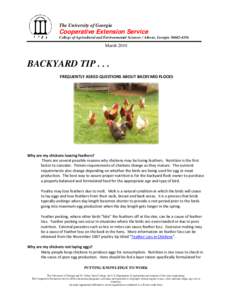 Aviculture / Feather pecking / Chicken / Rhode Island Red / Plymouth Rock / Wyandotte / Bird / Araucana / New Hampshire / Chicken breeds / Poultry / Agriculture