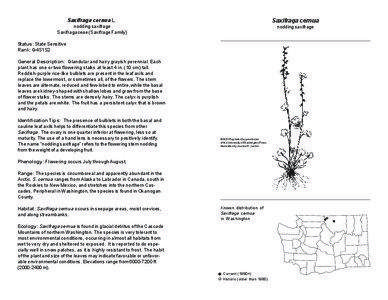 Saxifraga cernua / Saxifraga / Biota / Flora / Alpine flora / Botany