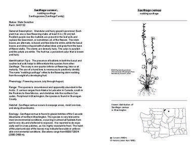 Saxifraga cernua L.  Saxifraga cernua