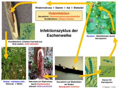 Rindennekrose  Stamm  Ast  Blattstiel  Holzinfektion Ascusform: Hymenoscyphus pseudoalbidus Konidienform: Chalara fraxinea