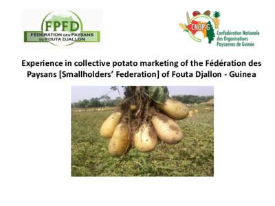 Experience in collective potato marketing of the Fédération des Paysans [Smallholders’ Federation] of Fouta Djallon - Guinea SHORT INTRODUCTION TO THE FPFD - Set up in[removed]established in 10 prefectures in Middle 