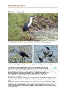 Fauna of Asia / Herons / Birds of Australia / Wading birds / Pied Heron / Little Blue Heron / Great Blue Heron / Ornithology / Ardea / Birds of North America