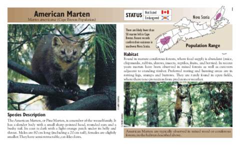 American Marten Martes americana (Cape Breton Population) STATUS  Not listed