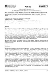 Two new endemic species of Ameiva (Squamata: Teiidae) from the dry forest of northwestern Peru and additional information on Ameiva concolor Ruthven, 1924