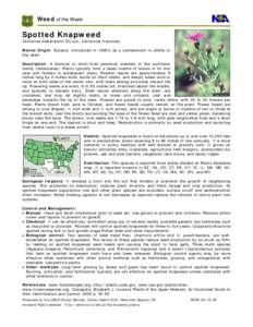 Centaurea maculosa / Sustainable agriculture / Agapeta zoegana / Centaurea / Cyphocleonus achates / Urophora affinis / Diffuse knapweed / Clopyralid / Larinus minutus / Invasive plant species / Agroecology / Agriculture