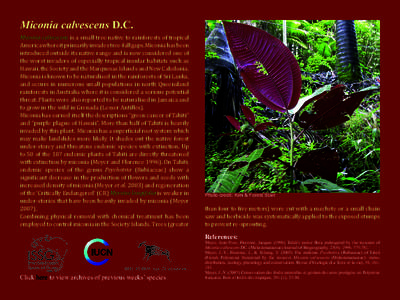 Antiblemma leucocyma / Flora / Biogeography / Miconia