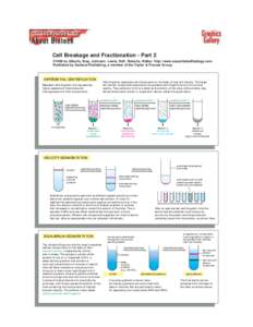 Cell Breakage and Fractionation - Part 2 ©1998 by Alberts, Bray, Johnson, Lewis, Raff, Roberts, Walter . http://www.essentialcellbiology.com Published by Garland Publishing, a member of the Taylor & Francis Group.  DIFF