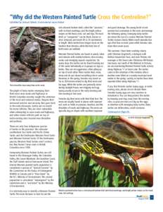 Reptiles of Australia / Chrysemys / Cryozoa / Sea turtles / Painted turtle / Leatherback sea turtle / Turtle / Green sea turtle / Western pond turtle / Cryptodira / Fauna of Asia / Herpetology