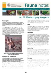 Microsoft Word - Fauna Note 29 Western Grey Kangaroo.doc