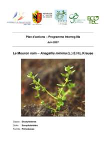 Plan d’actions – Programme Interreg IIIa Juin 2007 Le Mouron nain – Anagallis minima (L.) E.H.L.Krause  Classe : Dicotylédones