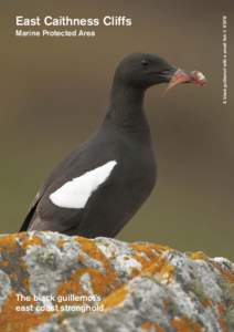 Marine Protected Area  The black guillemot’s east coast stronghold  A black guillemot with a small fish © RSPB