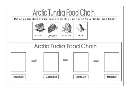Arctic Tudra Food Chain.pub