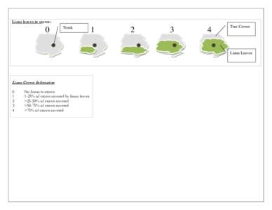 Plant morphology / Liana / Crown closure / Synnott / Crown / Leaf