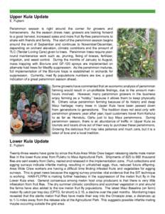 Berries / Melon fly / Persimmon / Ceratitis capitata / Omaopio / Maui / Orchard / Food and drink / Agriculture / Kula /  Hawaii