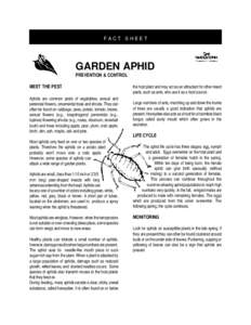 FACT SHEET  GARDEN APHID PREVENTION & CONTROL MEET THE PEST Aphids are common pests of vegetables, annual and