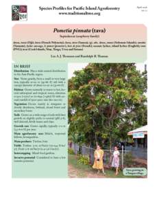 Species Profiles for Pacific Island Agroforestry www.traditionaltree.org April 2006 ver. 2.1