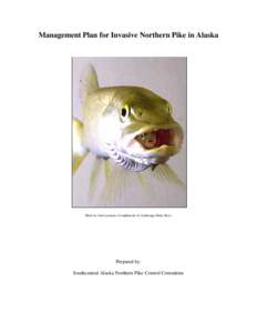 Esox / Fauna of Canada / Northern pike / Sport fish / Three-spined stickleback / Chinook salmon / Pike / Little Susitna River / Sockeye salmon / Fish / Oncorhynchus / Salmon