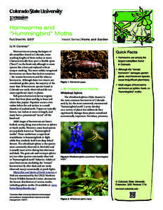 Hornworms and “Hummingbird” Moths Fact Sheet No.	[removed]Insect Series| Home and Garden