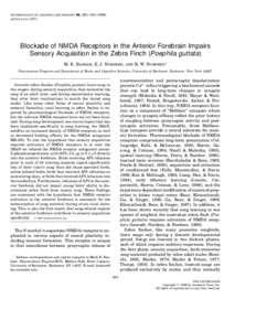 NMDA receptor antagonists / Neurotransmitters / Neurology / Ion channels / Bird vocalization / NMDA receptor / AP5 / N-Methyl-D-aspartic acid / Dizocilpine / Biology / Neuroscience / Neurophysiology