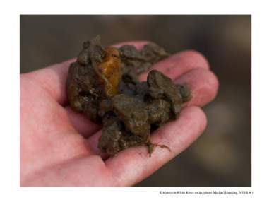 Didymo on White River rocks (photo Michael Humling, VTF&W)   