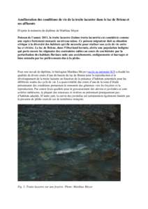 Amélioration des conditions de vie de la truite lacustre dans le lac de Brienz et ses affluents D’après le mémoire de diplôme de Matthias Meyer Poisson de l’année 2011, la truite lacustre (Salmo trutta lacustris