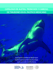 CATÁLOGO DE ALETAS, TRONCHOS Y CABEZAS DE TIBURONES EN EL PACÍFICO MEXICANO Juan Carlos Castellanos Betancourt Cecilia Esperanza Ramírez Santiago José Leonardo Castillo Géniz