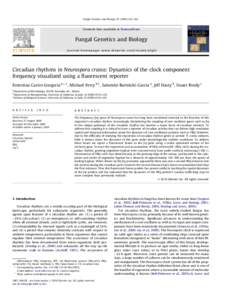 Circadian rhythms in Neurospora crassa: Dynamics of the clock component frequency visualized using a fluorescent reporter