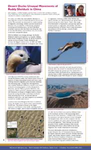 Desert Ducks: Unusual Movements of Ruddy Shelduck in China Kyle Spragens, a wildlife biologist, and Eric Palm, a current MSc candidate at Simon Fraser University, have worked with Dr. John Takekawa on migration studies o