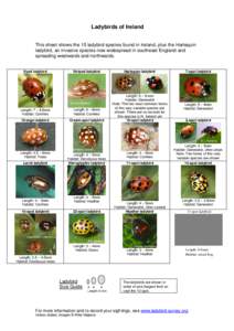 Ladybirds of Ireland This sheet shows the 15 ladybird species found in Ireland, plus the Harlequin ladybird, an invasive species now widespread in southeast England and spreading westwards and northwards.  Eyed ladybird