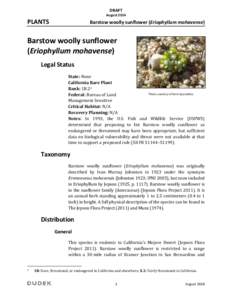Heliantheae / Eriophyllum / Eriophyllum mohavense / Mojave Desert / Barstow /  California / Eriophyllum pringlei / Eriogonum mohavense / Geography of California / Geography of the United States / Western United States