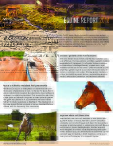 EQUINE REPORT 2016 Equine health-specifc research funding lags behind many other species. For 57 years, Morris Animal Foundation has worked to change this dynamic. Our funding supports innovative research ideas, investig