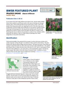 BWSR FEATURED PLANT  Midwest Region Wetland Indicator Status: FACU  PRAIRIE SMOKE Geum triflorum