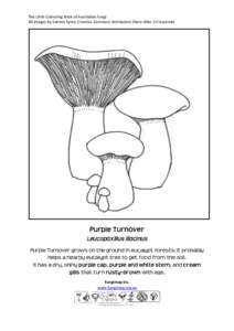 The Little Colouring Book of Australian Fungi All images by Katrina Syme, Creative Commons Attribution-Share Alike 3.0 Australia Purple Turnover Leucopaxillus lilacinus Purple Turnover grows on the ground in eucalypt for