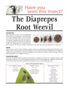 Have you seen this insect? The Diaprepes Root Weevil