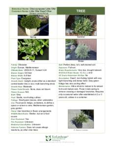 Fertile Crescent / Olive / Oleaceae / Olea / Western Asia / Ornamental trees / Medicinal plants / Botany