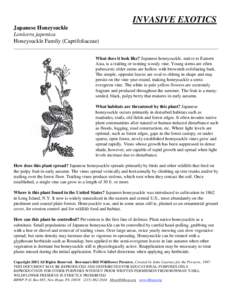 Invasive plant species / Vines / Honeysuckle / Lonicera japonica / Caprifoliaceae / Diervilla lonicera / Botany / Biology / Lonicera