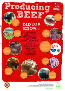 Cattle / Livestock / Agriculture / Beef / Highland cattle / Charolais cattle / Angus cattle / Limousin cattle / Simmental cattle / Quality Meat Scotland / Scotch / Beef cattle