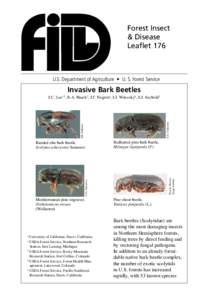 Protostome / Zoology / Bark beetle / Tomicus piniperda / Mountain pine beetle / European spruce bark beetle / Scolytus / Dendroctonus / Beetle / Curculionidae / Woodboring beetles / Phyla