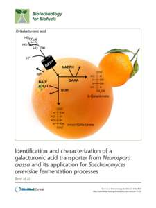Identification and characterization of a galacturonic acid transporter from Neurospora crassa and its application for Saccharomyces