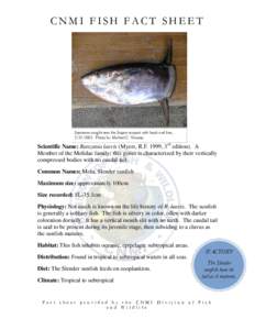 CNMI FISH FACT SHEET  Specimen caught near the Saipan seaport with hook and line, Photo by: Michael C. Tenorio.  Scientific Name: Ranzania laevis (Myers, R.F. 1999, 3rd edition). A