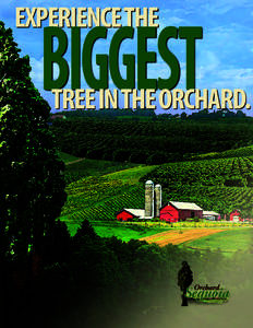 EXPERIENCE THE  BIGGEST TREE IN THE ORCHARD.