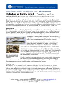 AQUATIC LANDS HABITAT CONSERVATION  PLAN — Species Spotlight Eulachon or Pacific smelt –