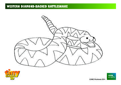 WESTERN DIAMOND-BACKED RATTLESNAKE  © BBC Worldwide 2014 