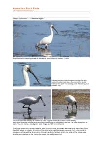 file:///C:/bushbirds-5.0/infp/platalea_regia.html